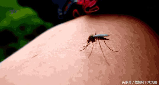 夏天蚊子最烦人，中国古人有一种对付蚊子的方法很有效，被联合国卫生组织推广到非洲蚊疫区