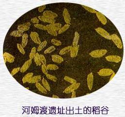 中国一考古发现令人难以置信，原始人家的粮仓里竟藏一百多吨稻谷