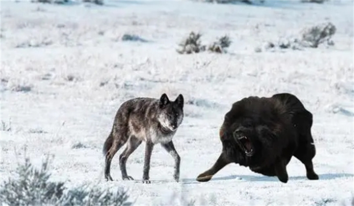 藏獒、比特犬和非洲鬣狗，谁的战斗力最强？为什么？