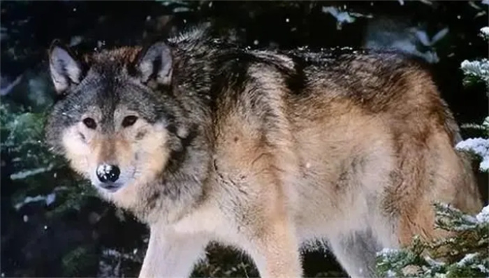 如今最厉害的猛犬能不能单挑北美灰狼？为什么？