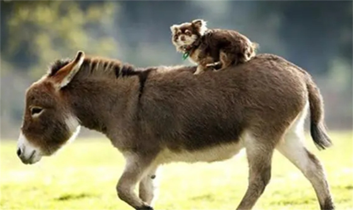 世界上最小的驴 迷你驴是什么品种？（最小的驴）