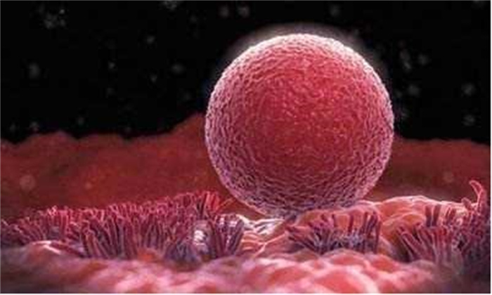 生命是怎么孕育的呢 来看看从细胞到婴儿的全过程吧 也太详细了
