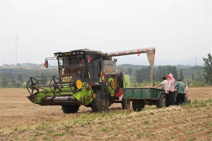 降雨使麦收日期撞车 安徽村民拦下赴河南收割机就地作业
