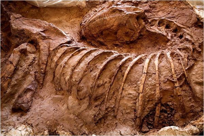 阿根廷出土全新食肉恐龙化石 前肢异常短小