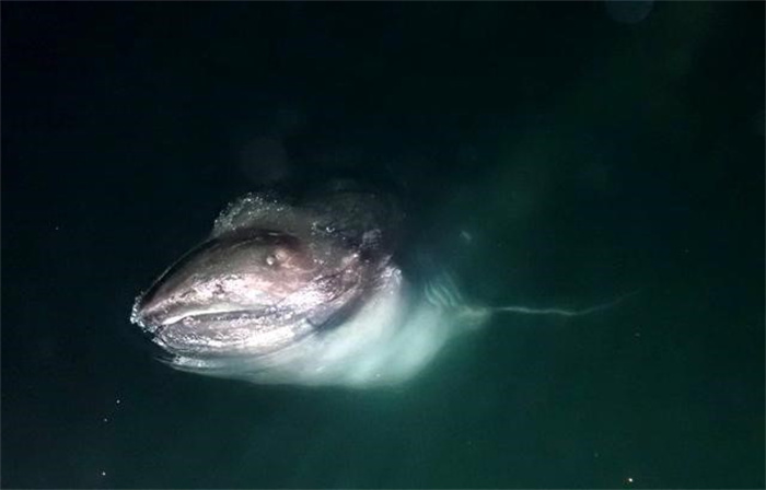 罕见巨鱼再现日本2千米深海域 体长2.5米