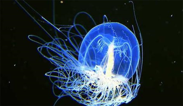 世界上最长寿的生物 深海的灯塔水母（长寿生物）