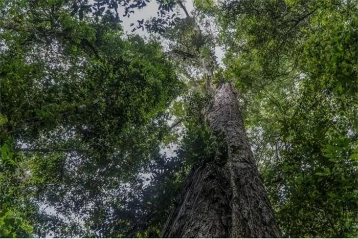 亚洲第一高树是如何被发现的 截止至今生长多少年