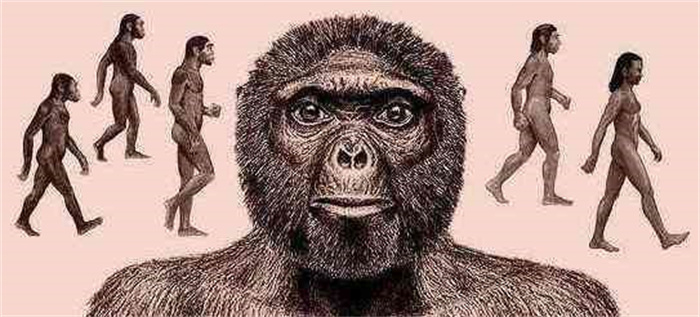 列举质疑进化论的观点  人类真是由猿类进化吗  为何要退化毛发