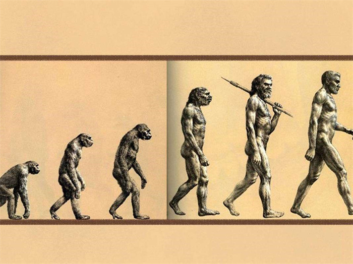 列举质疑进化论的观点  人类真是由猿类进化吗  为何要退化毛发
