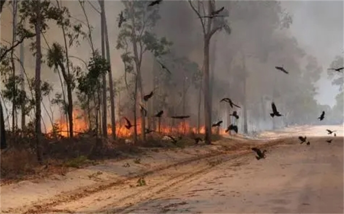 为混口饭吃澳洲野鸟四处纵火，澳洲人为何不消灭它们？看完长见识