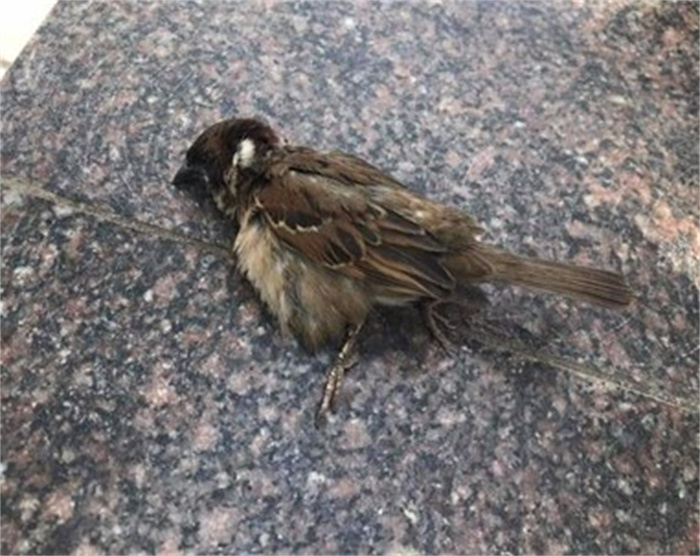 为什么很少能看到死去的麻雀 它们寿命是多少 和你想的不大一样
