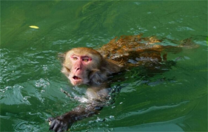 水猴子到底是什么生物 真的有水猴子这种生物吗（没有）