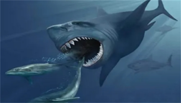 世界上最后一只巨齿鲨 巨齿鲨灭绝了吗（灭绝了）