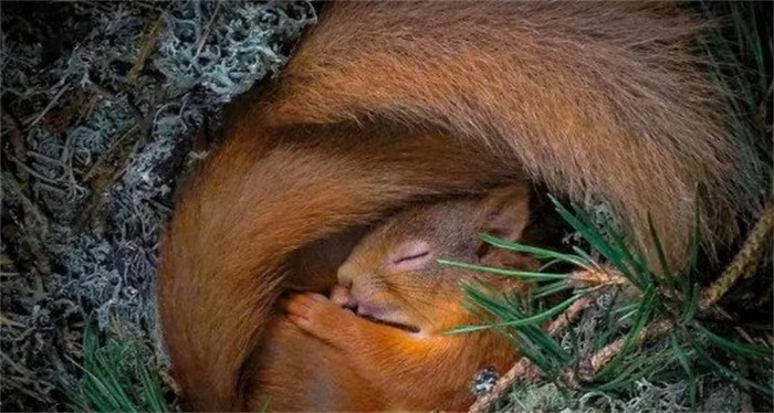 有哪些小动物会冬眠 十种动物冬眠的方式（抱团取暖）