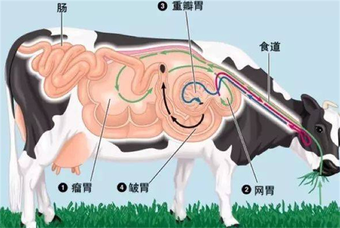牛的四个胃对应的俗称 （瘤胃、网胃、瓣胃、皱胃）