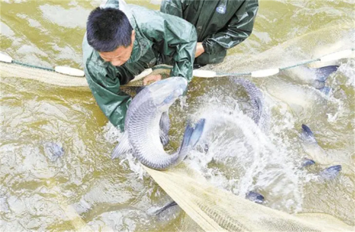 时隔12年湘江段再现神秘鱼鳤禁渔成效显著 鱼多到数不清