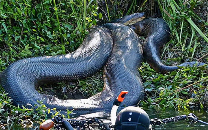 世界上最大的蛇有多大 （亚马逊森蚺10米以上）