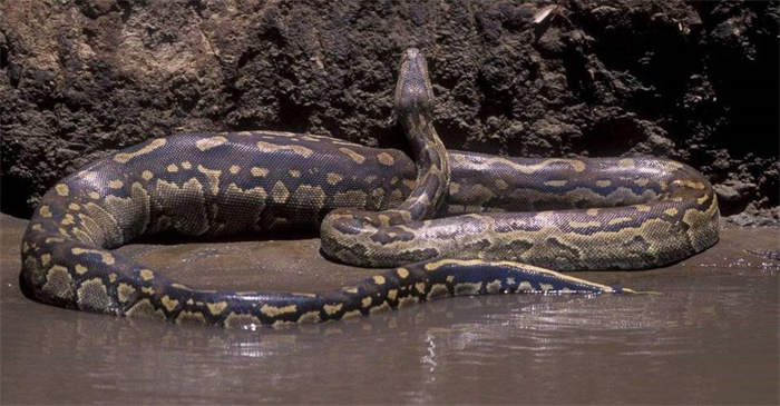 世界上最大的蛇有多大 （亚马逊森蚺10米以上）