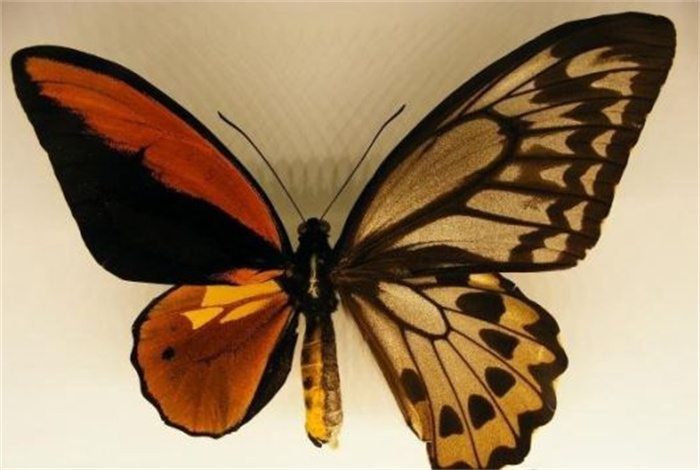 世界上最诡异的一种蝴蝶 卡申夫鬼美人凤蝶有毒吗（有）