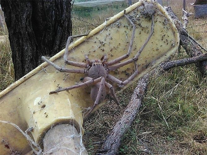 食人蜘蛛世界上有没有 世界上最大的蜘蛛有多大（25cm）