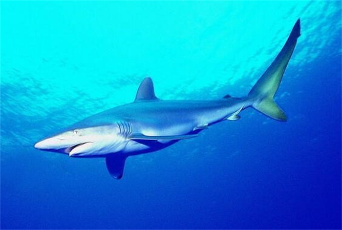 哪几种鲨鱼灭绝了 已经灭绝的鲨鱼种类