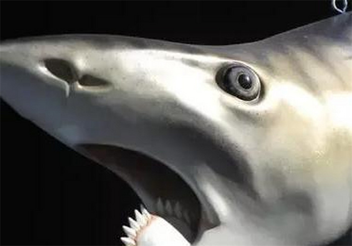哪几种鲨鱼灭绝了 已经灭绝的鲨鱼种类