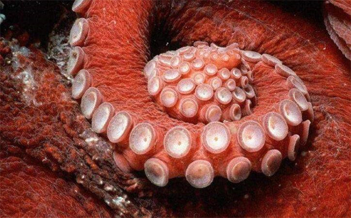 章鱼的血到底是什么颜色的（含有血蓝蛋白）