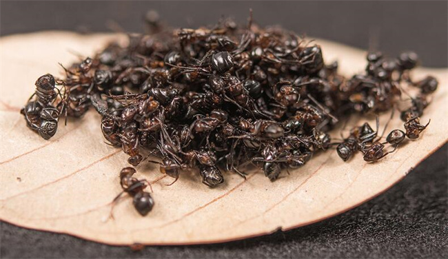 黑蚂蚁能吃吗 黑蚂蚁有什么功效（可以）