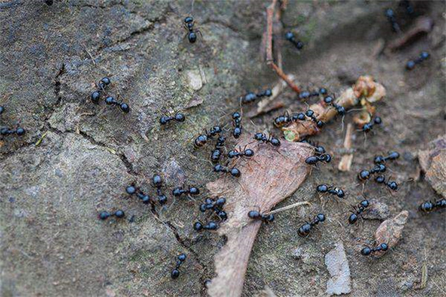 黑蚂蚁能吃吗 黑蚂蚁有什么功效（可以）