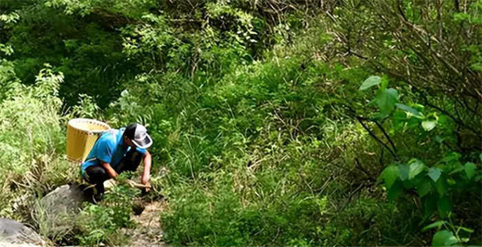 纪实：湘西蛇王鲁成贵  神秘“锁蛇术”  方圆十里的蛇定住不动