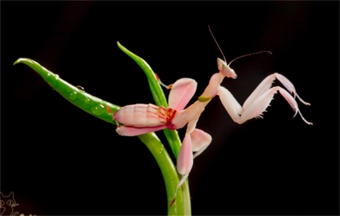 兰花螳螂是国家保护动物吗 兰花螳螂是益虫还是害虫（不是）