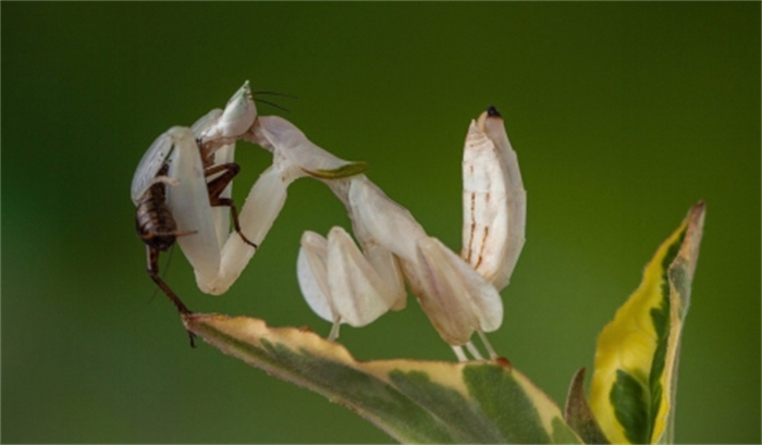 兰花螳螂是国家保护动物吗 兰花螳螂是益虫还是害虫（不是）