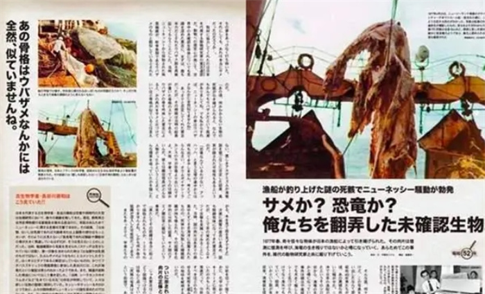 1977年，日本捕鱼船捞起的“海怪”尸体，是已经灭绝的蛇颈龙？