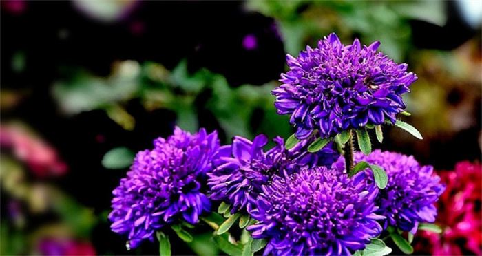 翠菊和紫苑菊是一种吗 翠菊什么时候开花（不是）