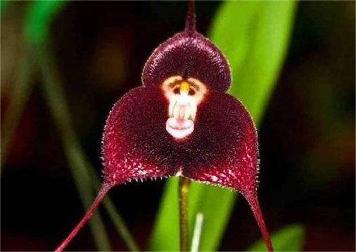 猴面小龙兰是什么植物 猴面小龙兰为什么长了一张猴脸（兰科植物