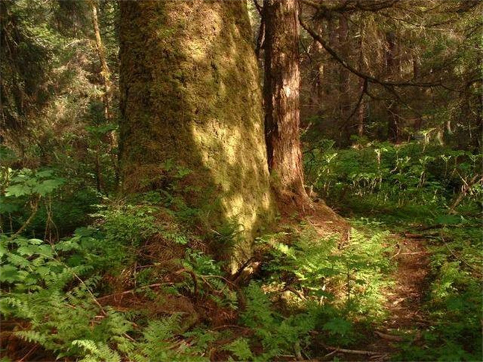 全球十大原始森林 世界上最神秘的原始森林 （亚马逊）