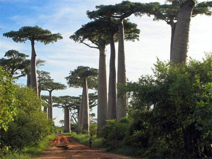 全球十大原始森林 世界上最神秘的原始森林 （亚马逊）