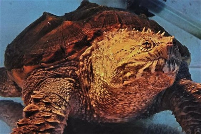 佛鳄龟能长多大 佛鳄龟能活多久（38-66公分）