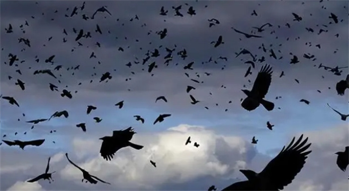 2023异象频出，天空出现大量乌鸦，地震火山不断地球到底怎么了？