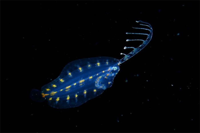 浮游是什么动物 浮游能活多久（24小时）