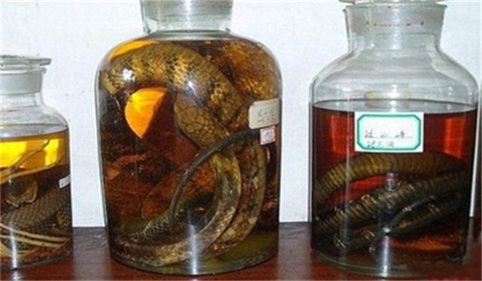 蛇在酒里泡了一年多  开瓶后窜出咬死人  蛇为什么没有死