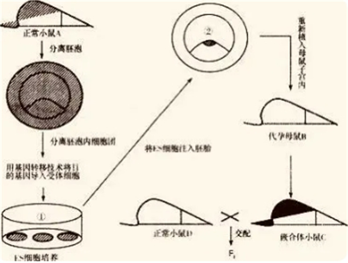 日本批准“人兽杂交胚胎实验”，创新还是离谱？