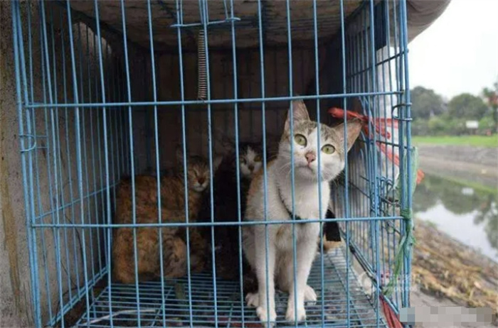越南每年吃400万只猫，为何我们却很少吃？古人早有预示