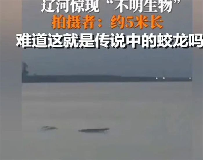 辽宁辽河发现神秘5米长“不明生物”，目击者称其正在翻滚