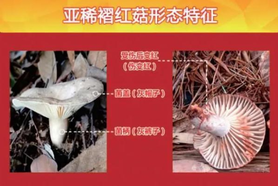 贵州6人吃野生菌 其中四人吃野山菌被送云南抢救