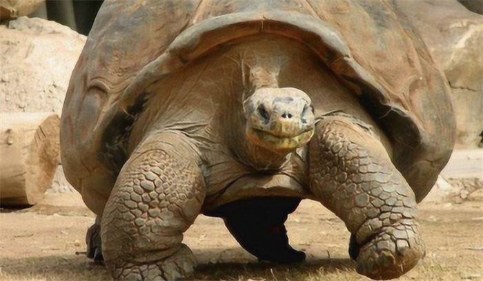 黄河中的神秘巨龟 到底是真是假？（黄河巨龟）