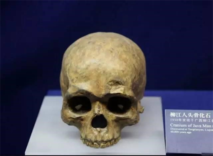 广西挖出20万年前的“人类” 日本教授研究后 这是我们的祖先