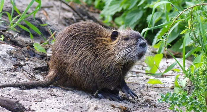 上海发现的巨型老鼠 到底有没有危害（海狸鼠）