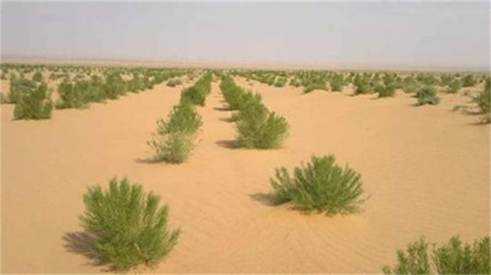 在沙漠中大量种树真的好吗 专家回应 会迅速消耗土壤水分