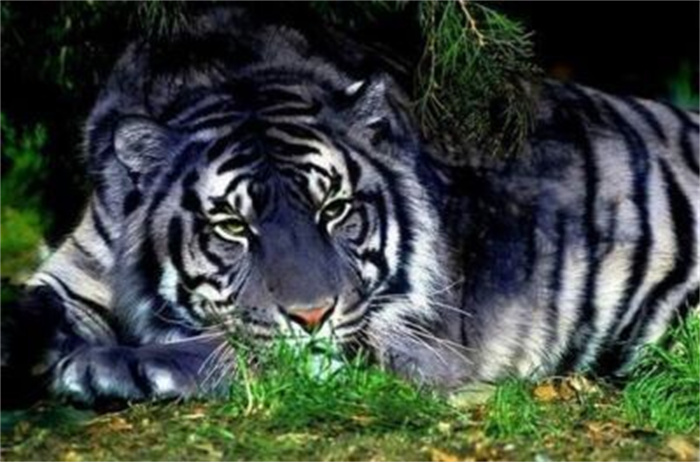 黑蓝虎灭绝之谜  专家推测黑蓝虎也是由普通老虎变异而来